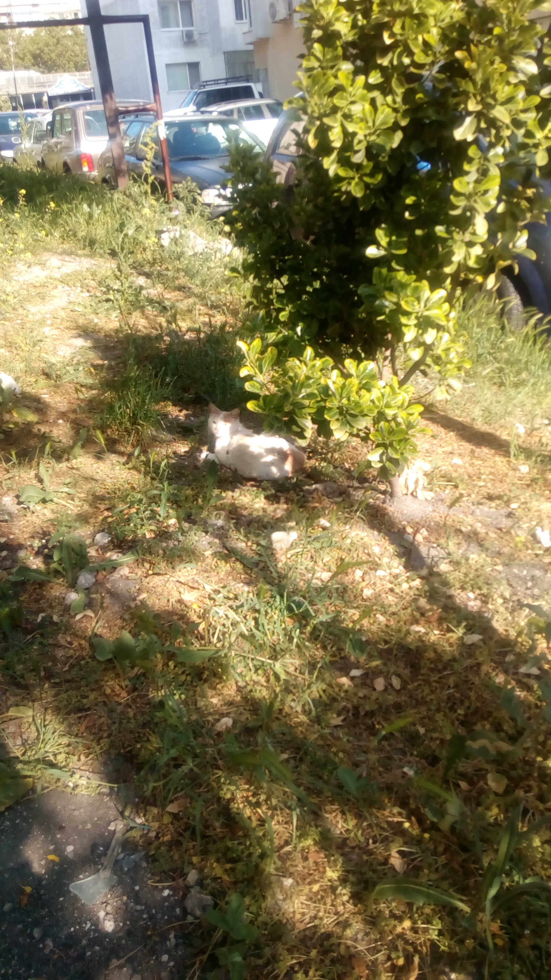 Насекоми и мекотели by Iliyan - Ourboox.com