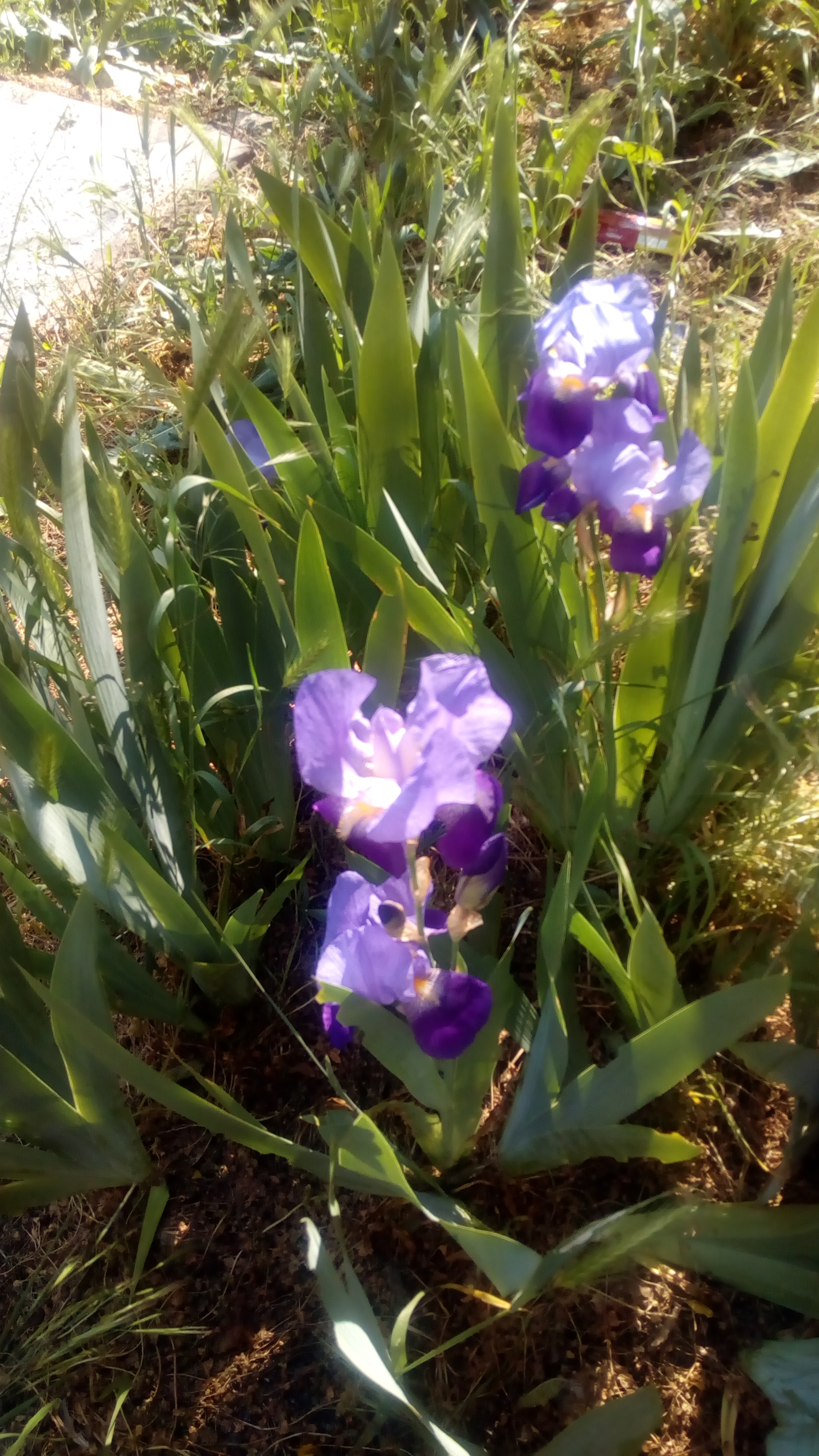 Насекоми и мекотели by Iliyan - Ourboox.com