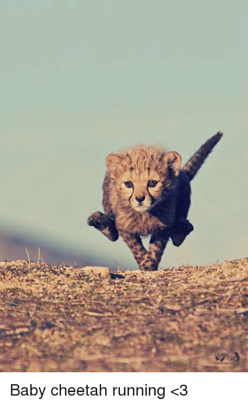 some facts about chetaah by eva kovalenko - Ourboox.com