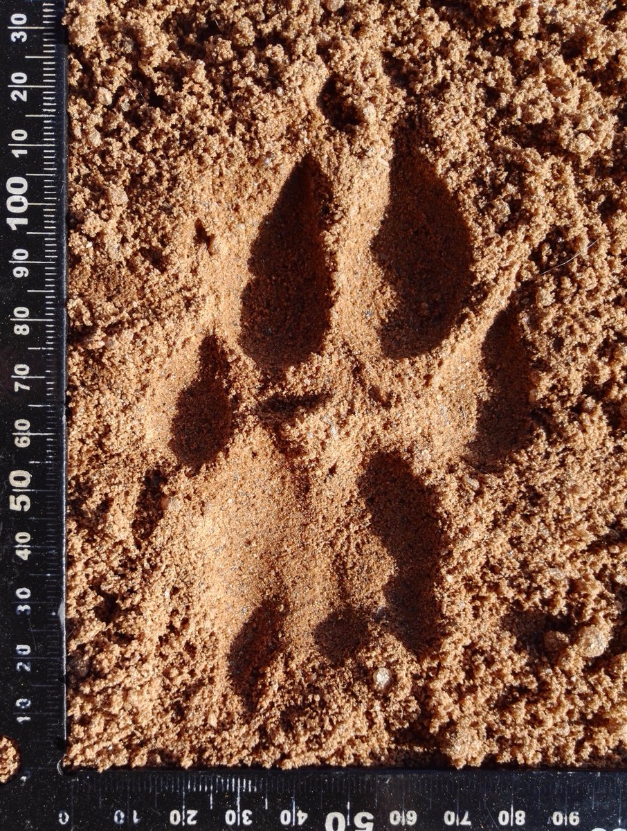 some facts about chetaah by eva kovalenko - Ourboox.com