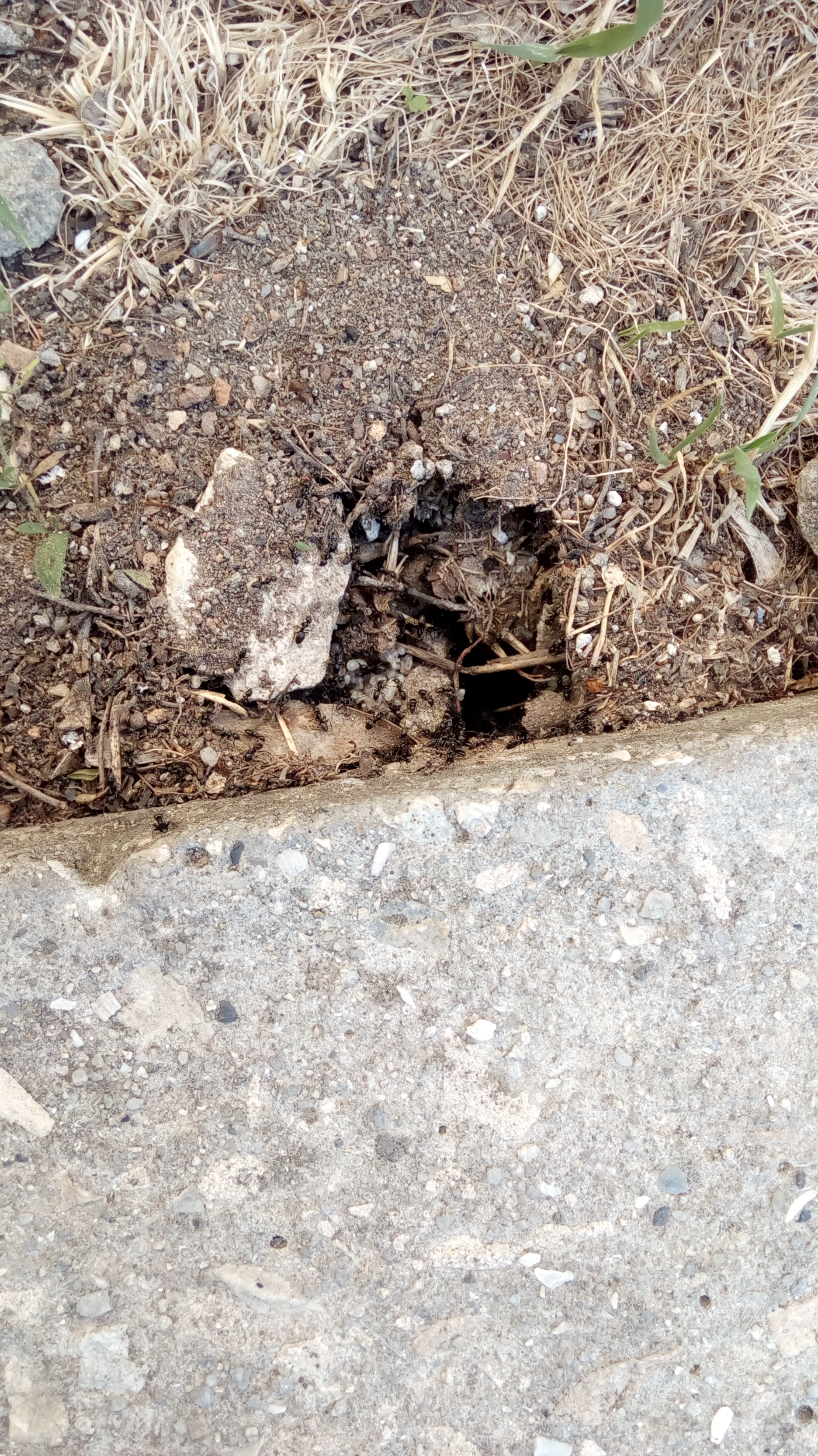 Насекоми и мекотели by Iliyan - Ourboox.com