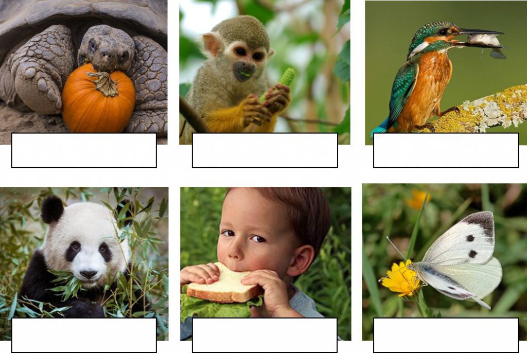 מאפייני החיים by heligirafi - Ourboox.com