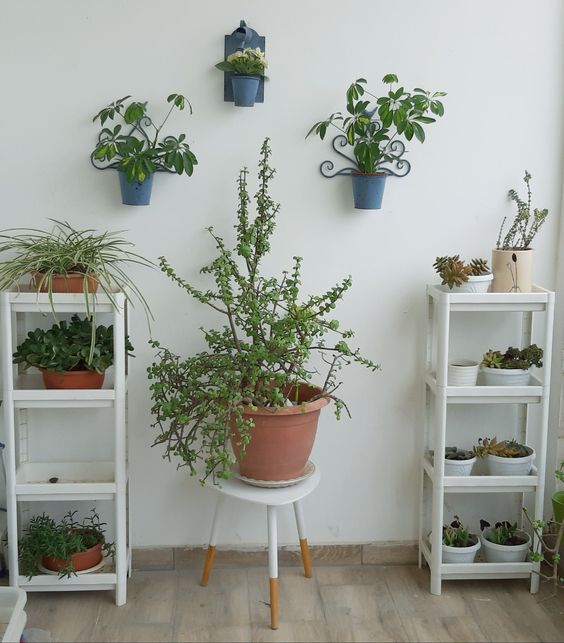 דבר אליי בצמחים- מאיה מזרחי