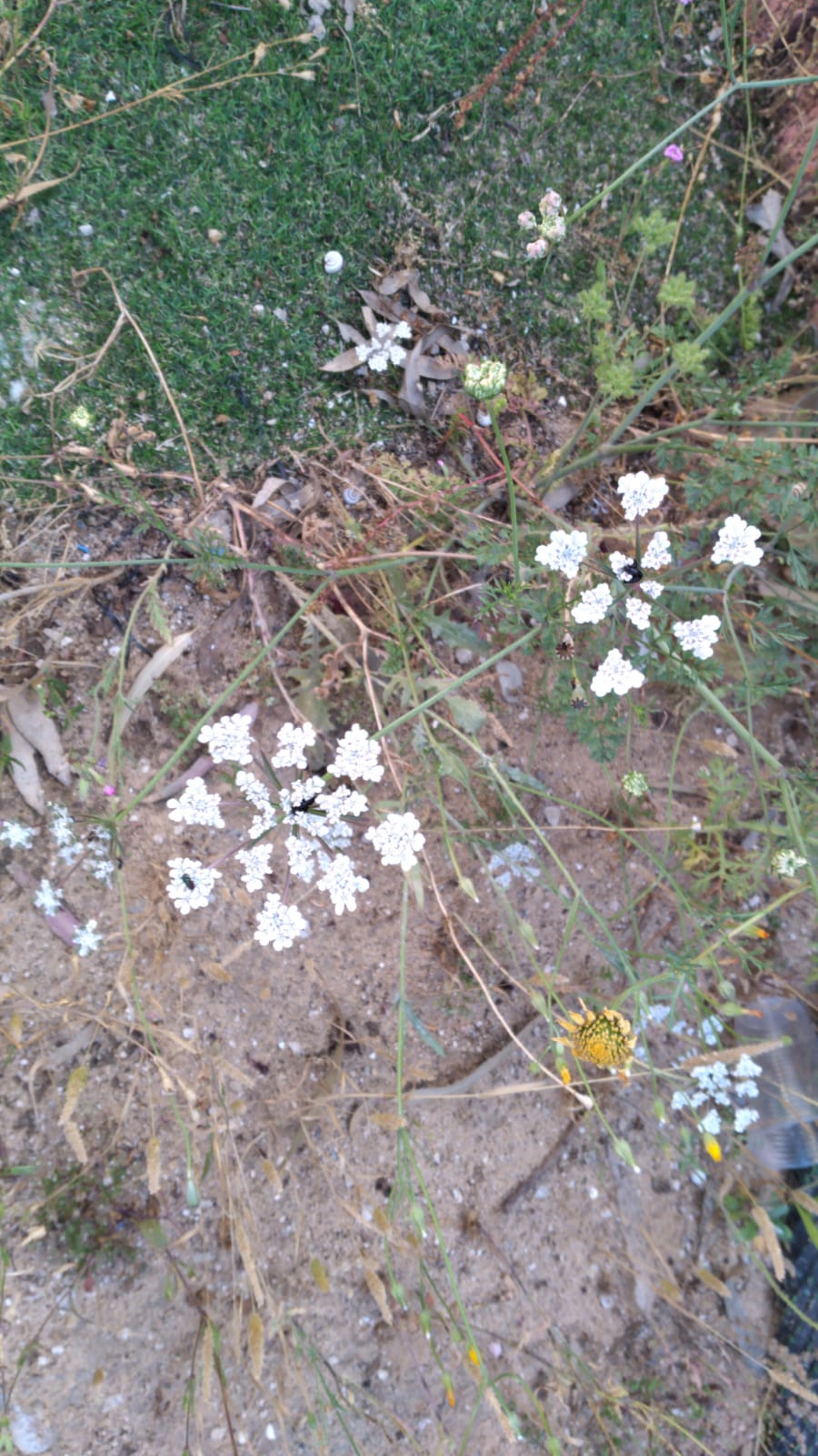 מגדיר צמחים by idoyahalom - Illustrated by עדו יהלום - Ourboox.com