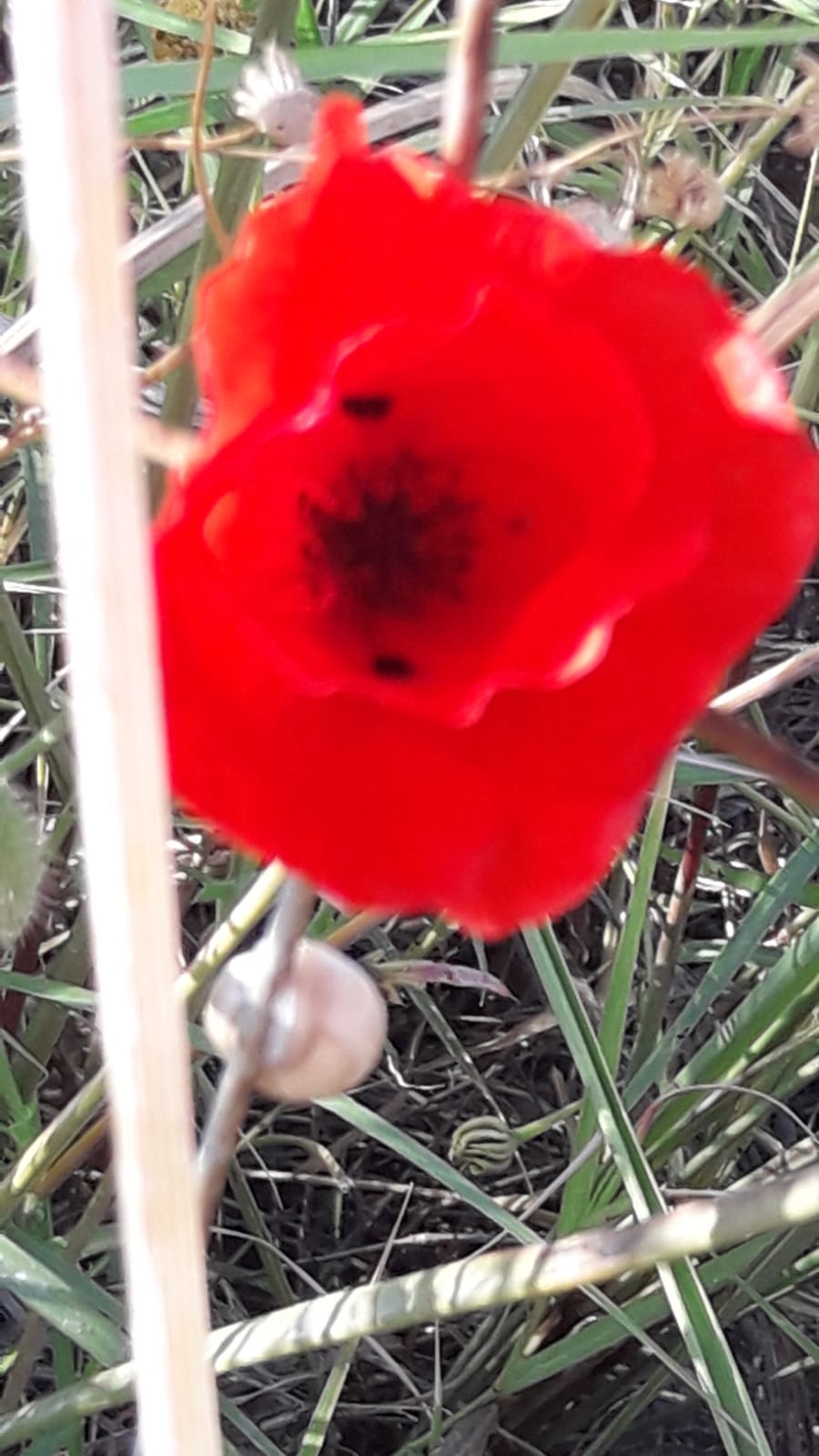 מגדיר צמחים by idoyahalom - Illustrated by עדו יהלום - Ourboox.com