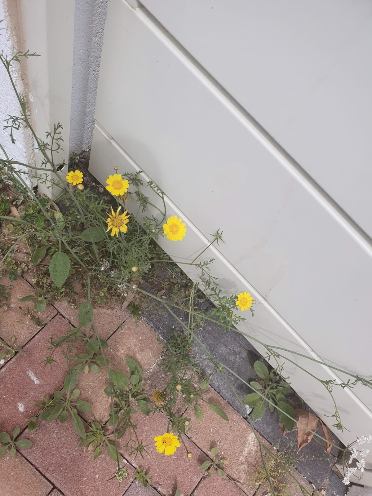 מגדיר צמחים by idoyahalom - Illustrated by עדו יהלום - Ourboox.com