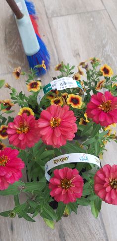 הצמחים של מאיה by maya mizrahi - Illustrated by מאיה מזרחי - Ourboox.com