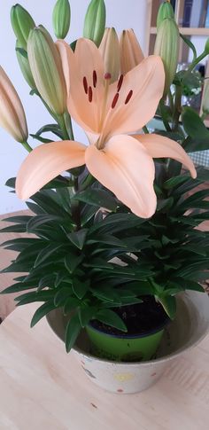 הצמחים של מאיה by maya mizrahi - Illustrated by מאיה מזרחי - Ourboox.com