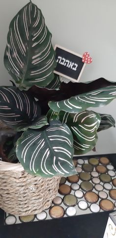 הצמחים של מאיה by maya mizrahi - Illustrated by מאיה מזרחי - Ourboox.com