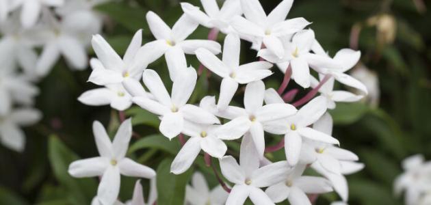 اقسام الزهرة by rafika - Illustrated by رفيقة - Ourboox.com