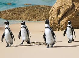 South Africa by Maayan Luxembourg - Ourboox.com