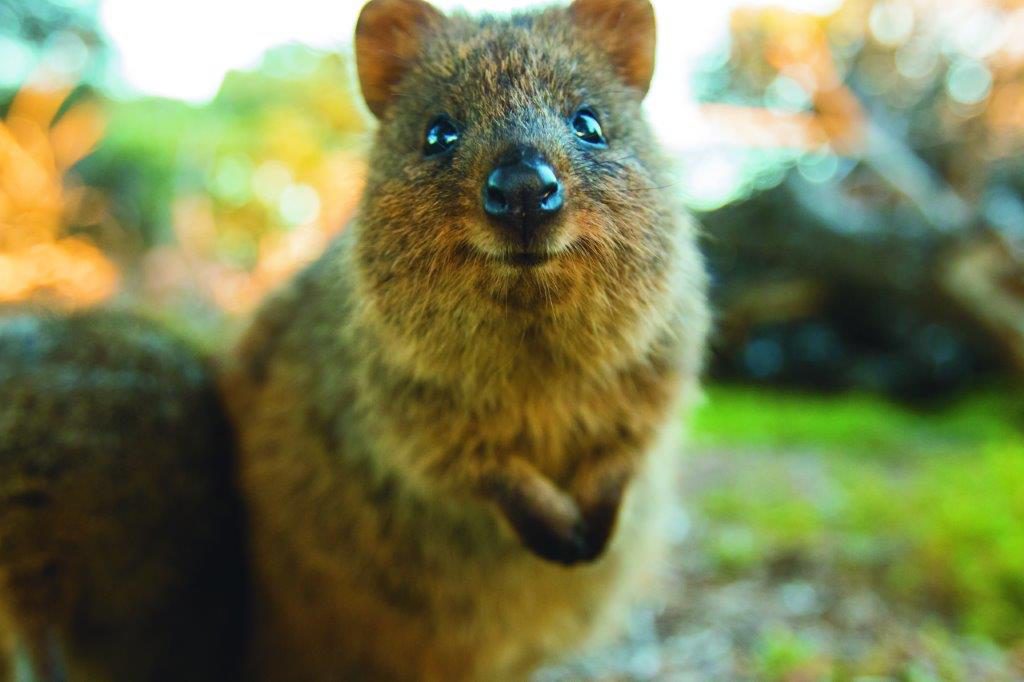 Hayvanlar Alemi by osman aga - Illustrated by Ege - Ourboox.com