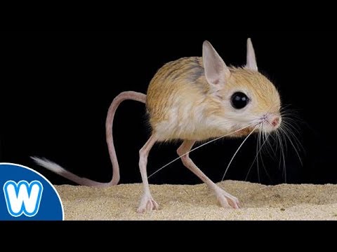 The Man, The Myth, The Legend. The story of Roy Goldenberg by Elbar Ben Arie - Ourboox.com