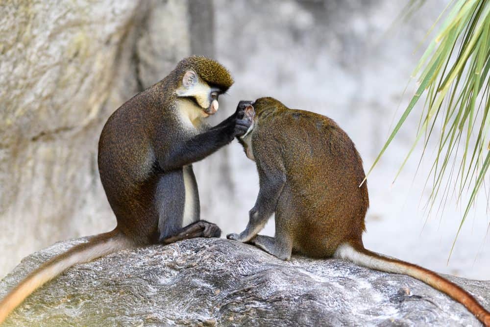 Moshe the Monkey by Evelin - Ourboox.com