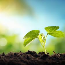 הצגת פרוייקט by kawther yassin - Illustrated by כאותר יאסין     נאדרה זבידה     סברין דראושה  - Ourboox.com