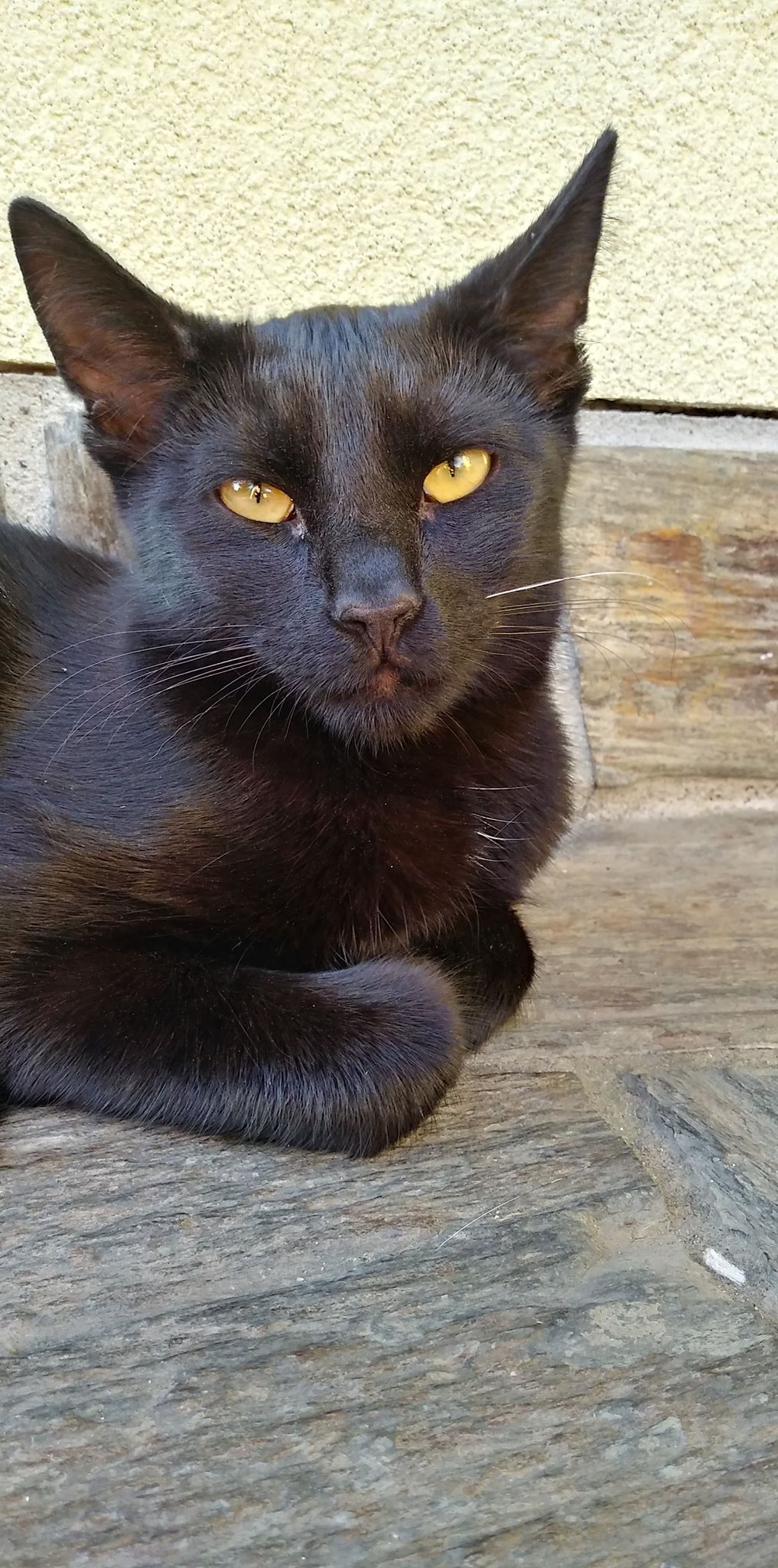 Belles citations sur les animaux by Jagoda Cholewa - Ourboox.com