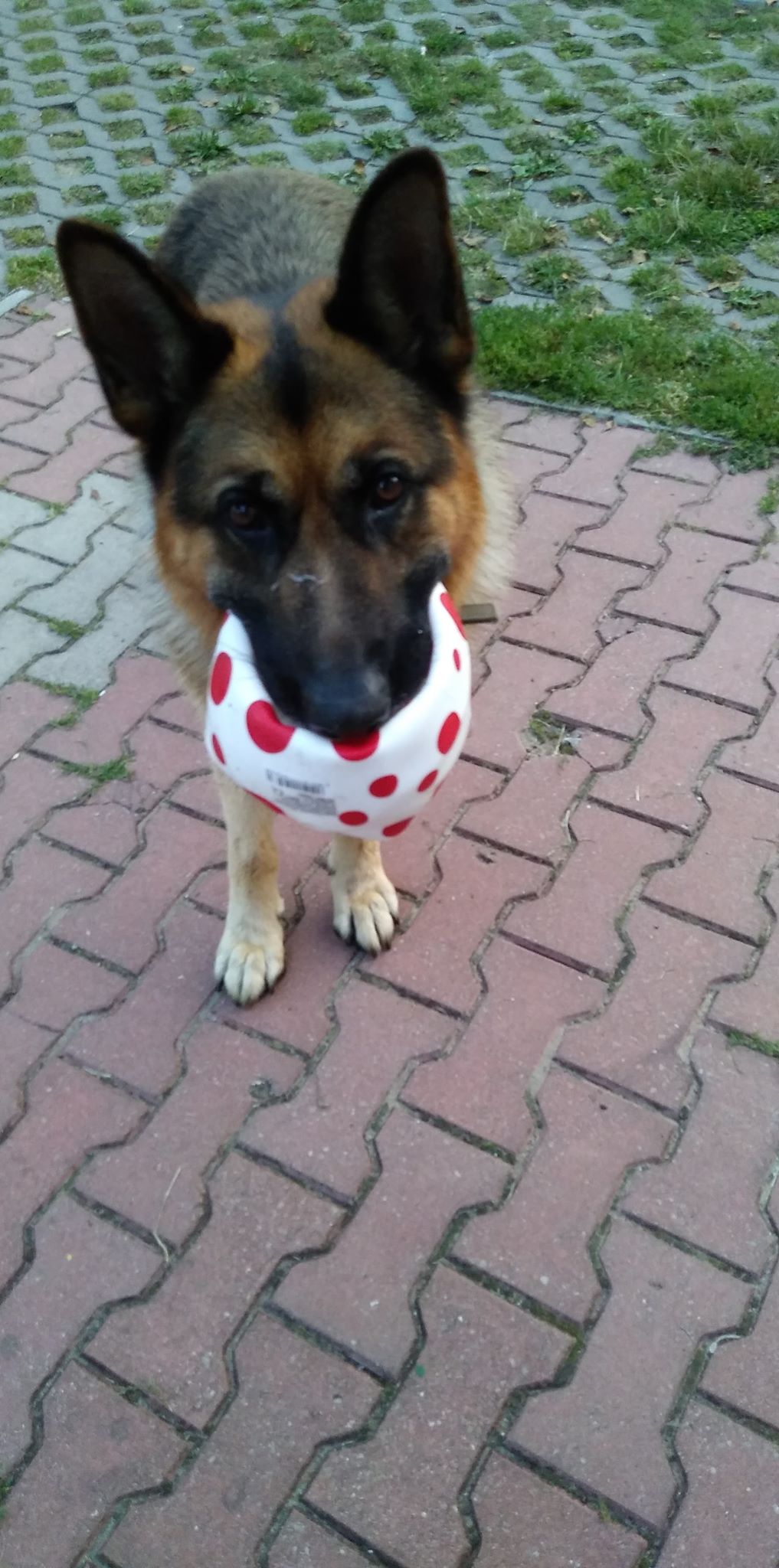 Belles citations sur les animaux by Jagoda Cholewa - Ourboox.com