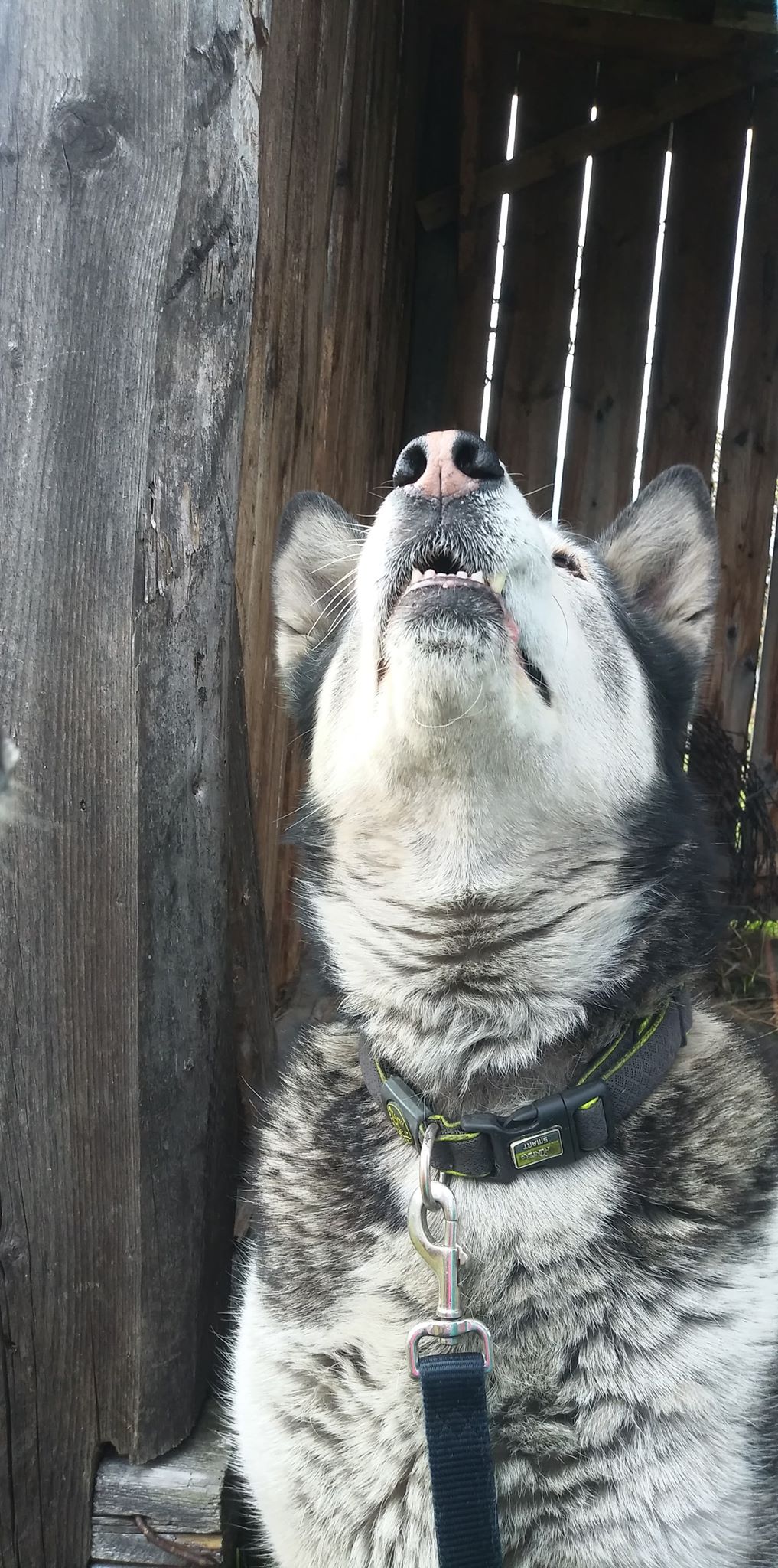 Belles citations sur les animaux by Jagoda Cholewa - Ourboox.com