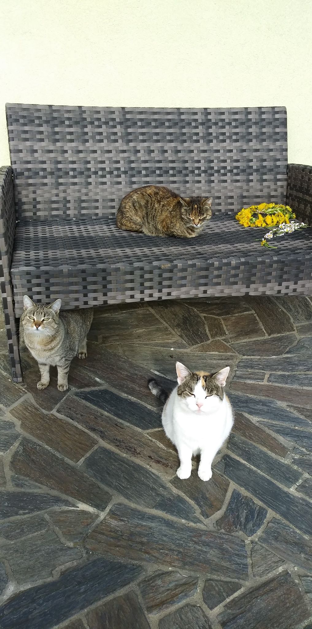 Belles citations sur les animaux by Jagoda Cholewa - Ourboox.com