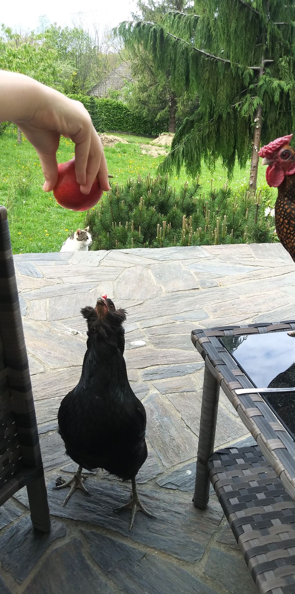 Belles citations sur les animaux by Jagoda Cholewa - Ourboox.com