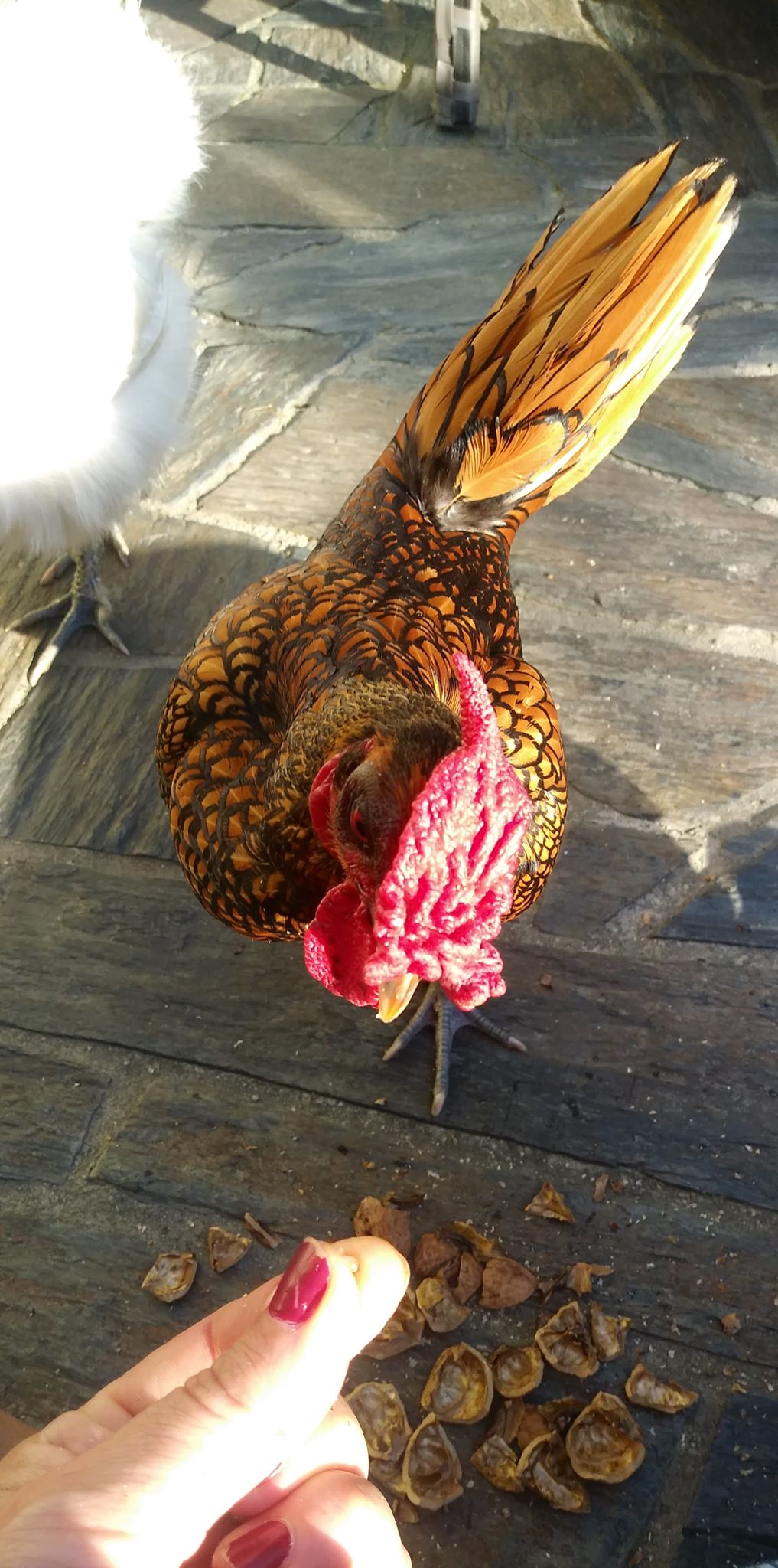 Belles citations sur les animaux by Jagoda Cholewa - Ourboox.com