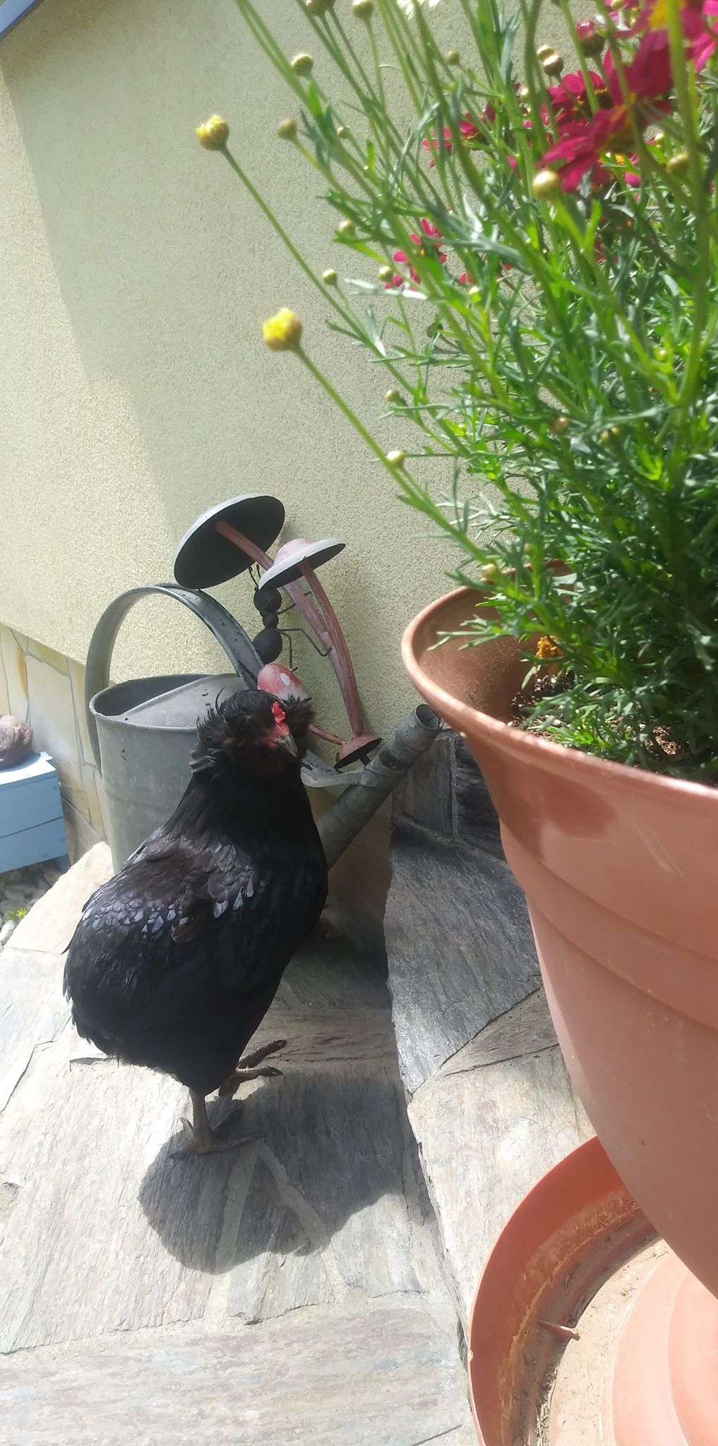 Belles citations sur les animaux by Jagoda Cholewa - Ourboox.com