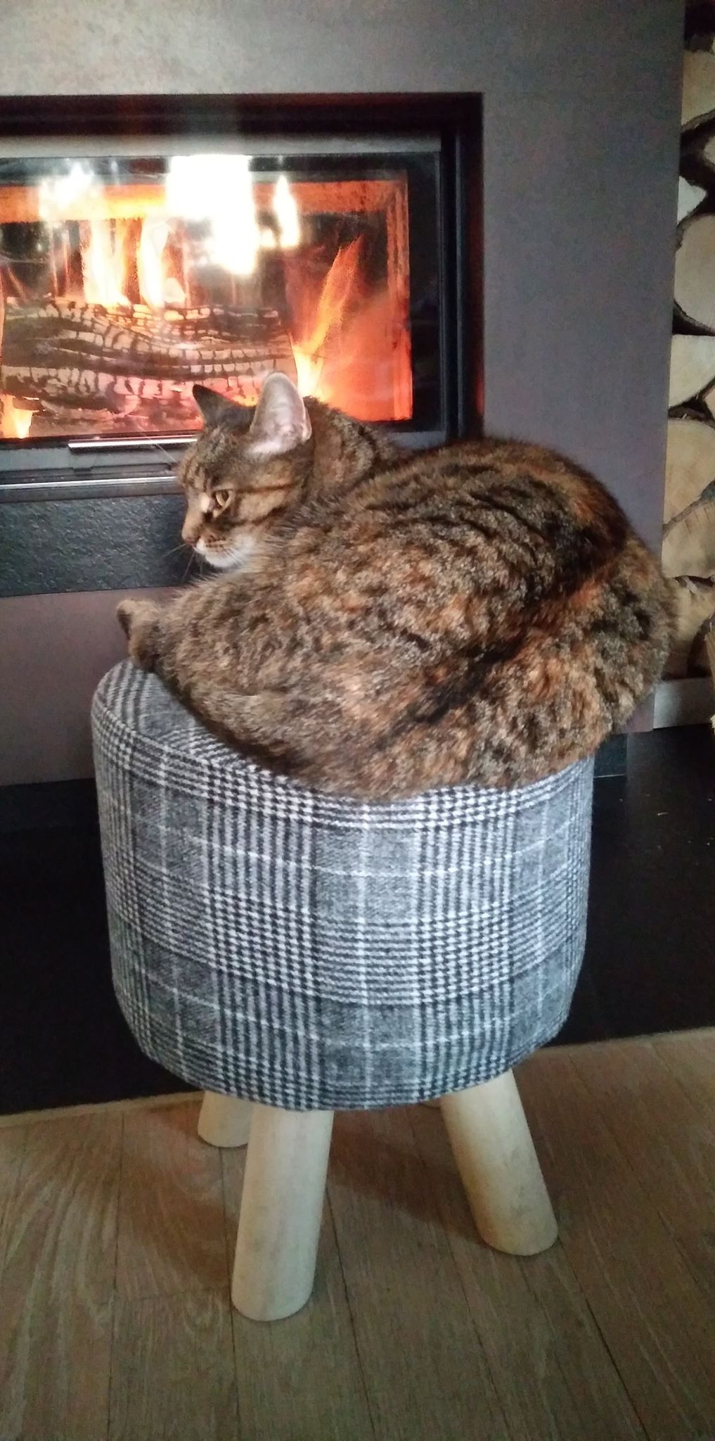 Belles citations sur les animaux by Jagoda Cholewa - Ourboox.com