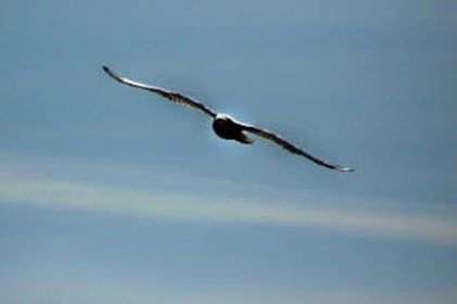 Belles citations sur les animaux by Jagoda Cholewa - Ourboox.com