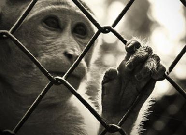 Belles citations sur les animaux by Jagoda Cholewa - Ourboox.com