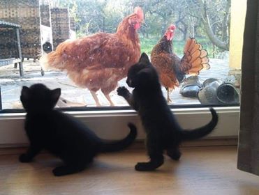 Belles citations sur les animaux by Jagoda Cholewa - Ourboox.com