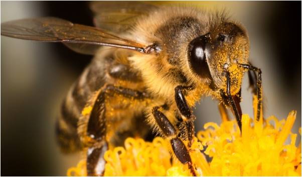 Приспособления на животните за оцеляване by rallchoo - Ourboox.com