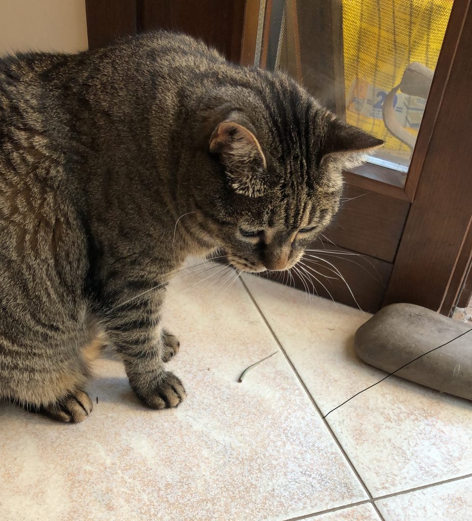 My quarantine experience by My quarantine experience - Illustrated by Edoardo Nicoletto - Ourboox.com