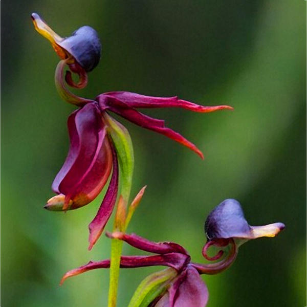 Bitkiler Alemi by Hatice Zeynep Erkci - Ourboox.com