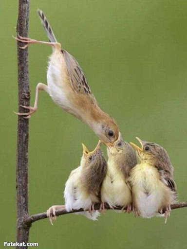 الأمومة عند الطيور by sheren anton matar - Ourboox.com