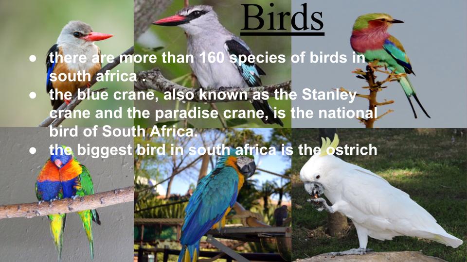 south africa by guy jacobshon - Ourboox.com