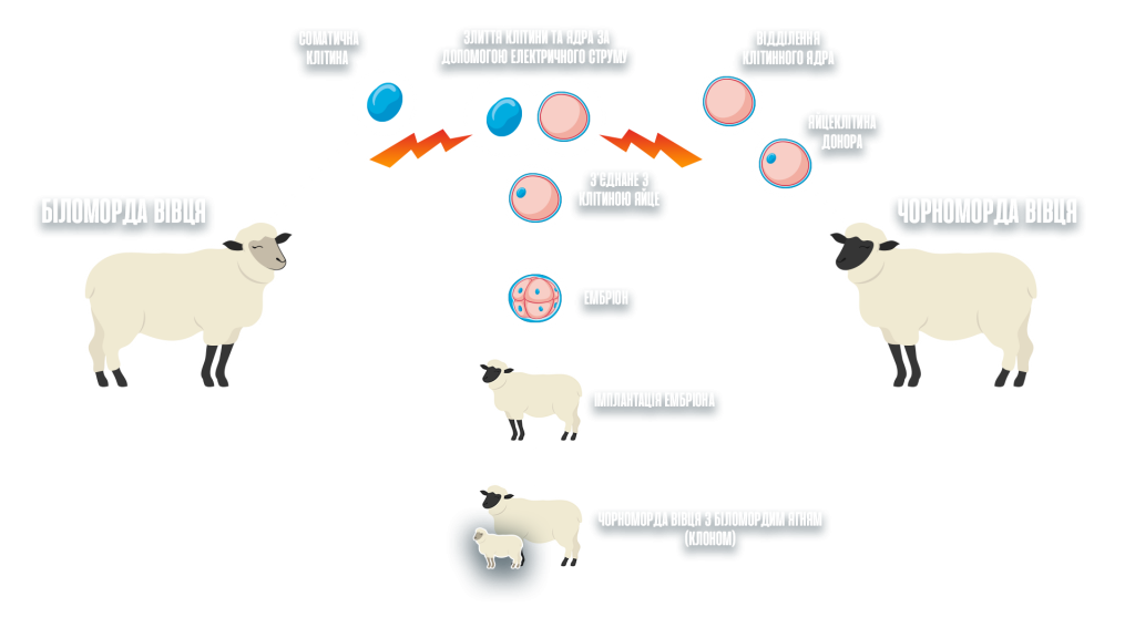 Клонування організмів by Bohdan Bandura - Ourboox.com