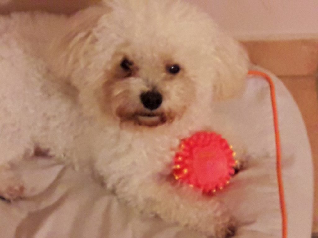 Romeo by Alessandra Castellani - Ourboox.com