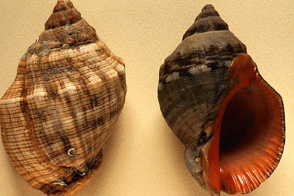 I FENICI by barbara zilipo - Ourboox.com