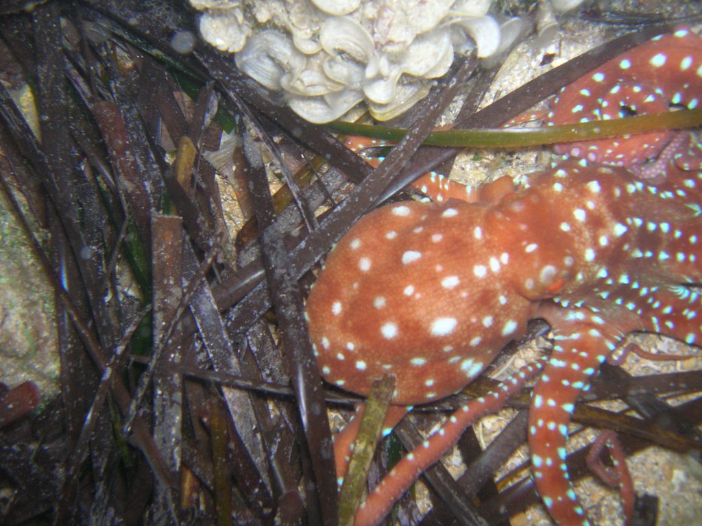 Biologia Marina by Raffaella - Illustrated by Raffaella Lamagna - Ourboox.com