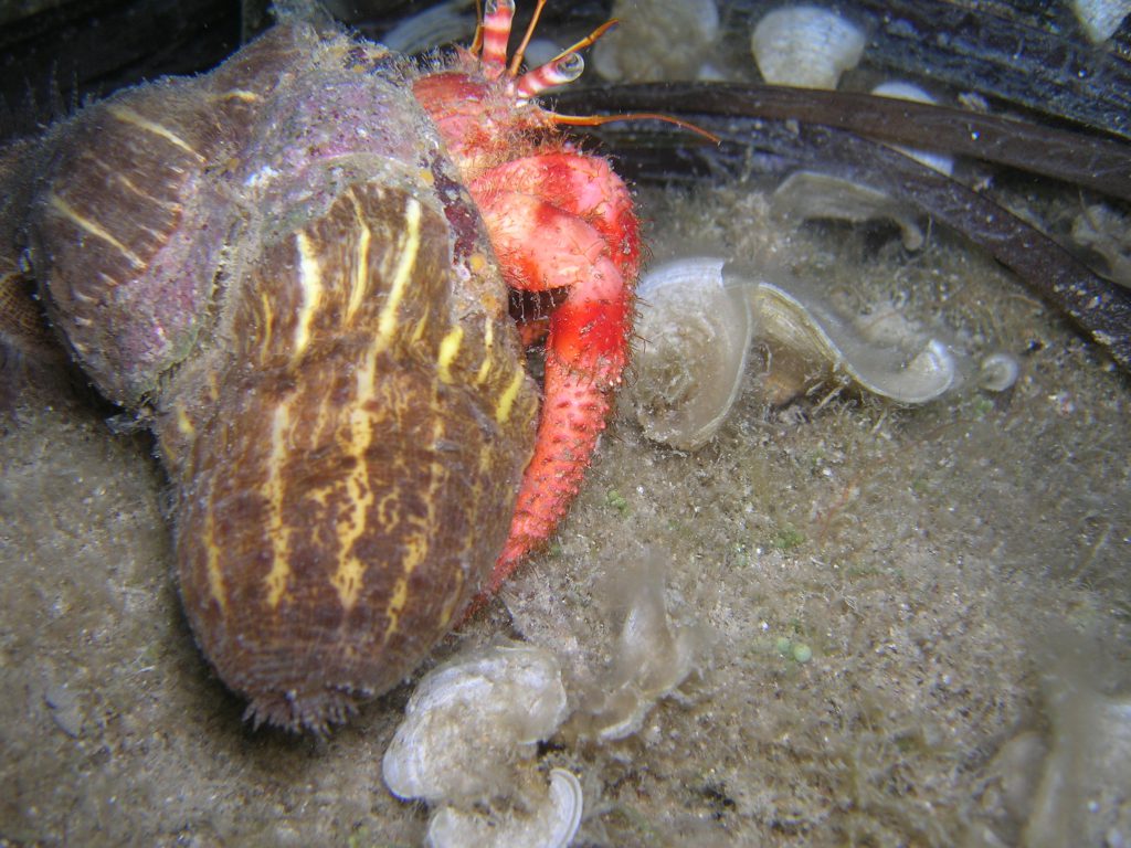 Biologia Marina by Raffaella - Illustrated by Raffaella Lamagna - Ourboox.com