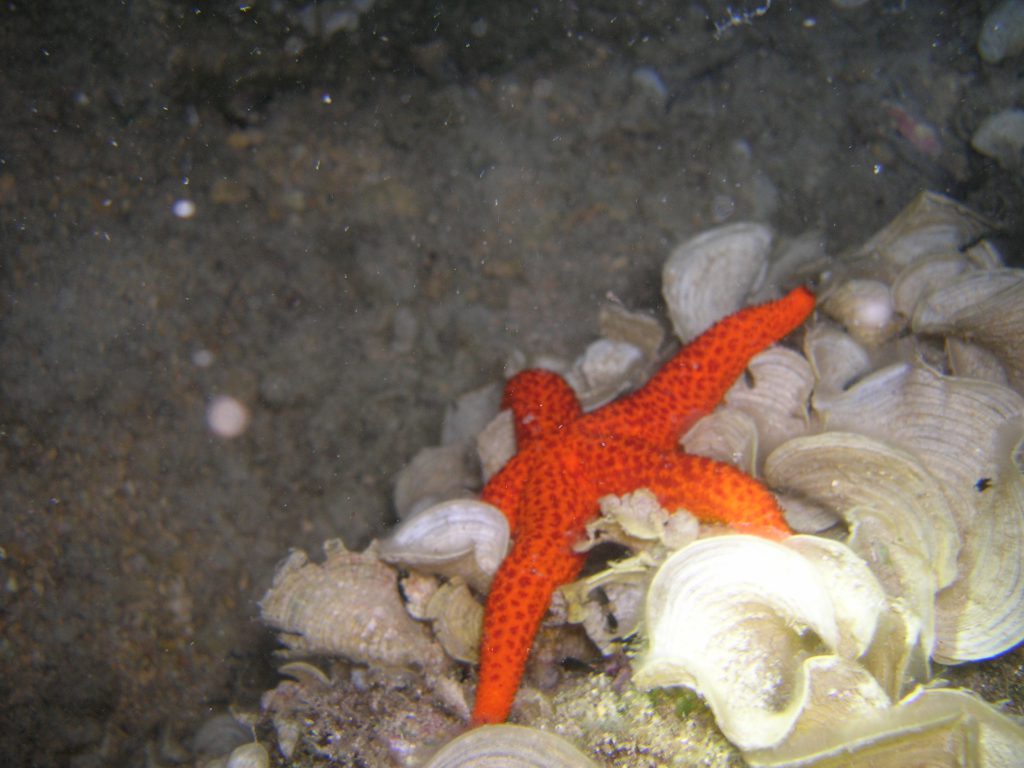 Biologia Marina by Raffaella - Illustrated by Raffaella Lamagna - Ourboox.com