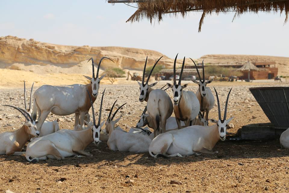 חוות האנטילופות