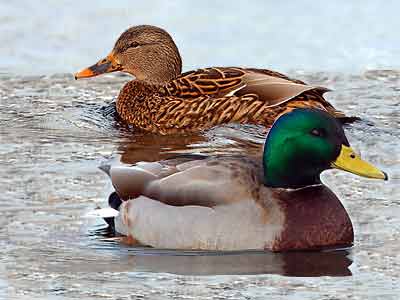 תקנון בית ספר הגורן by ronit - Ourboox.com