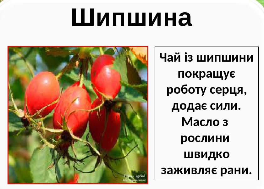 Лікарські рослини України by Natalia - Ourboox.com