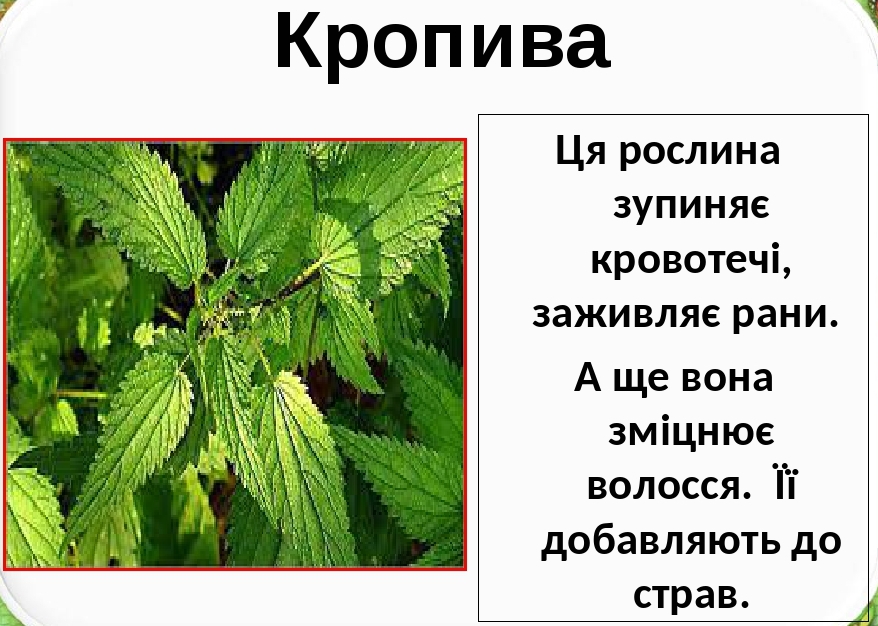 Лікарські рослини України by Natalia - Ourboox.com