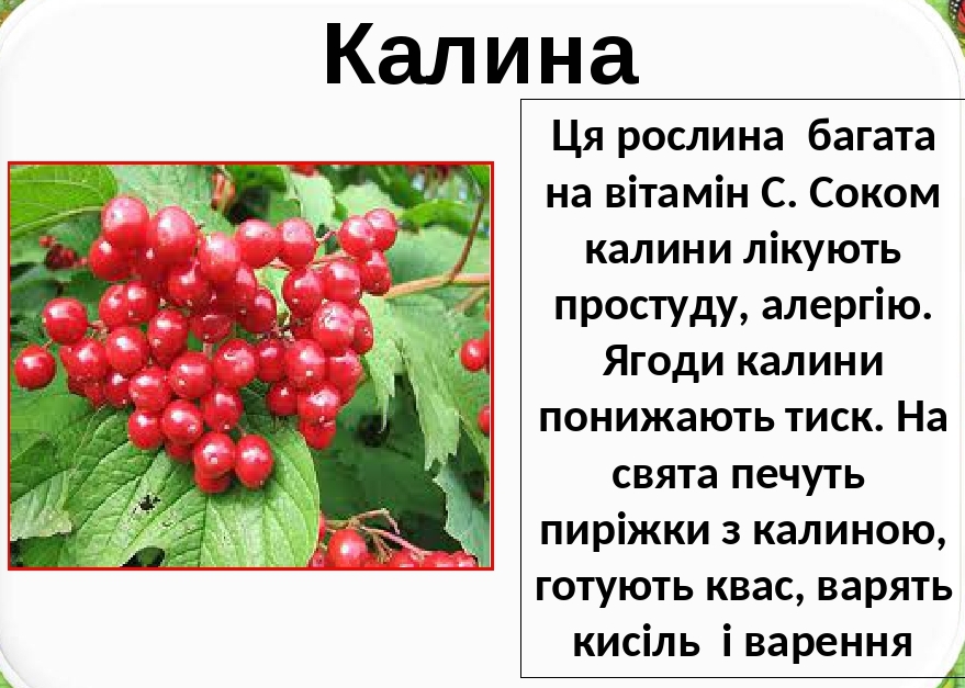 Лікарські рослини України by Natalia - Ourboox.com