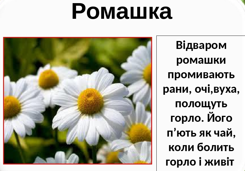 Лікарські рослини України by Natalia - Ourboox.com