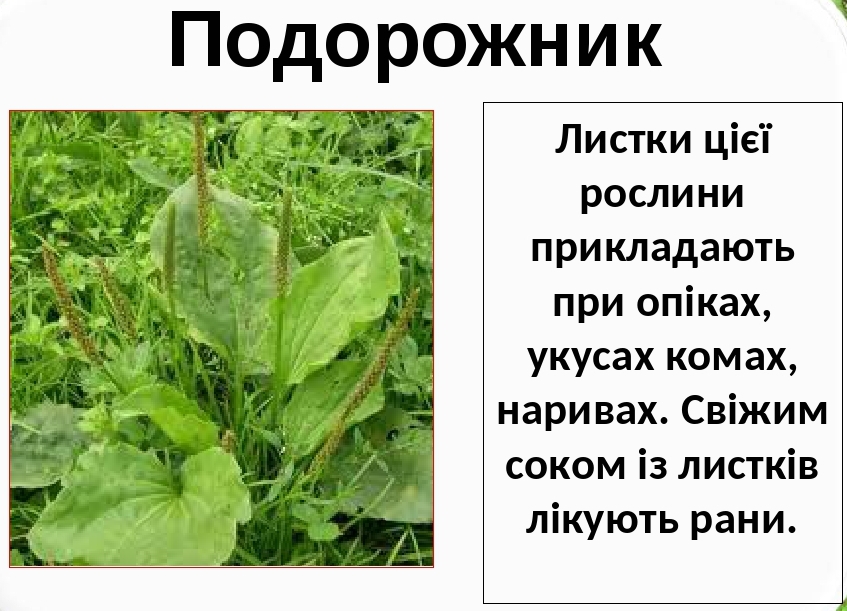 Лікарські рослини України by Natalia - Ourboox.com