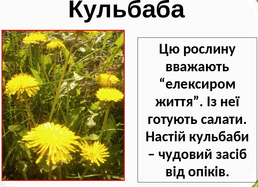 Лікарські рослини України by Natalia - Ourboox.com