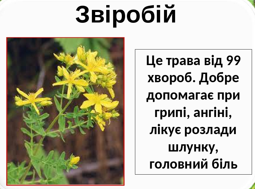 Лікарські рослини України by Natalia - Ourboox.com